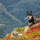Illustration for article titled Understand How Your Canine Can Certainly Still Embark On A Lot Longer Outdoor Hikes With Youem/em